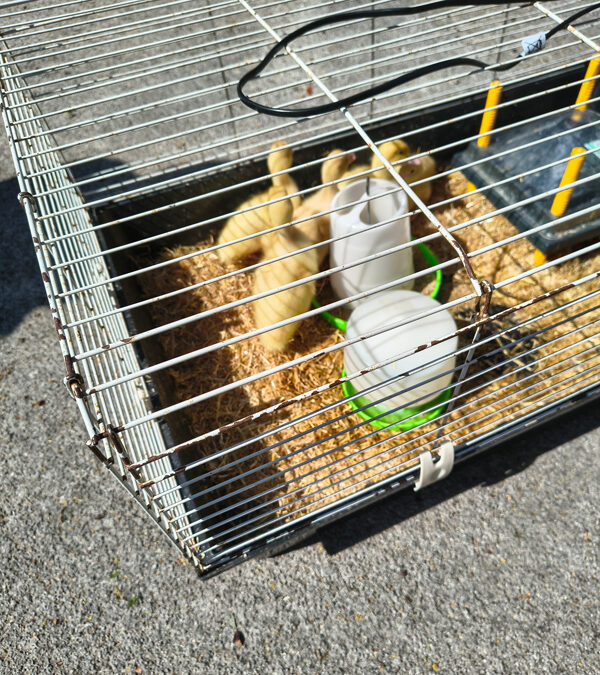 Fond Farewell to the Ducklings at Cambrian Lodge