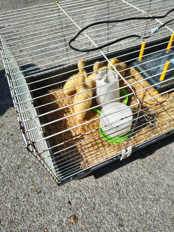 Ducklings in the cage outside in the sun