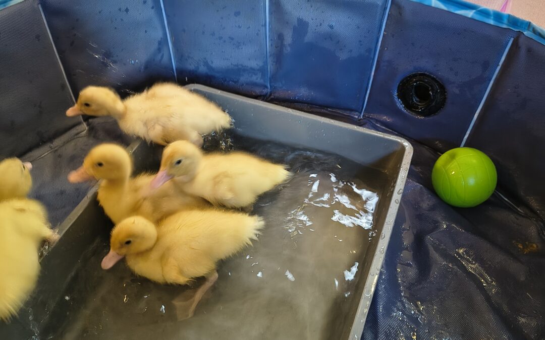 Ducklings Delight Residents at Cambrian Lodge on Day 8