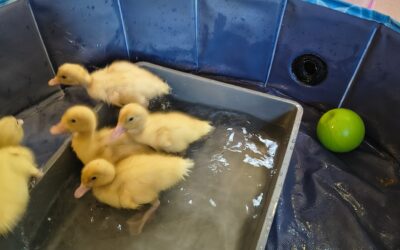 Ducklings Delight Residents at Cambrian Lodge on Day 8
