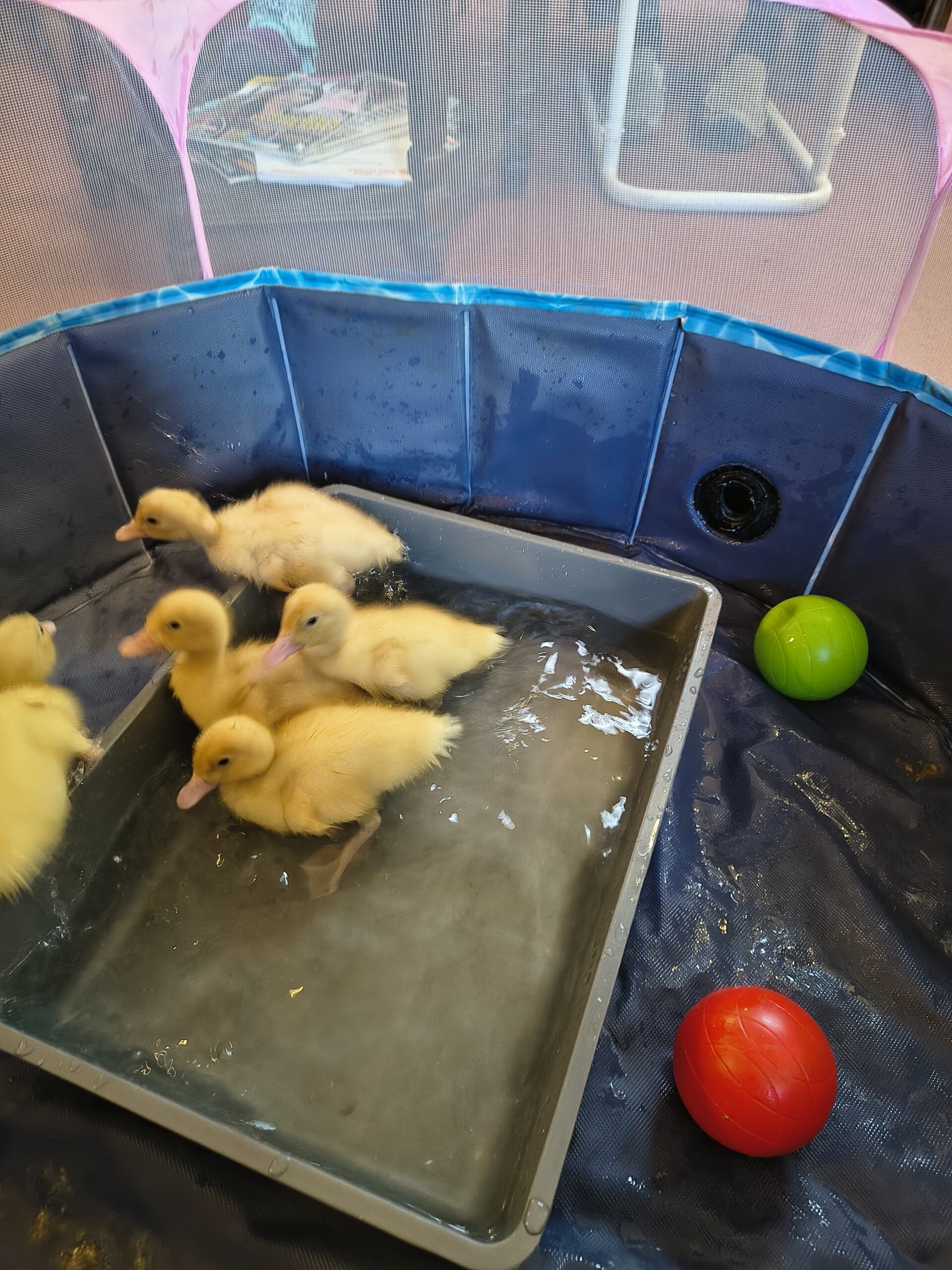 Ducklings in the tray of water scaled