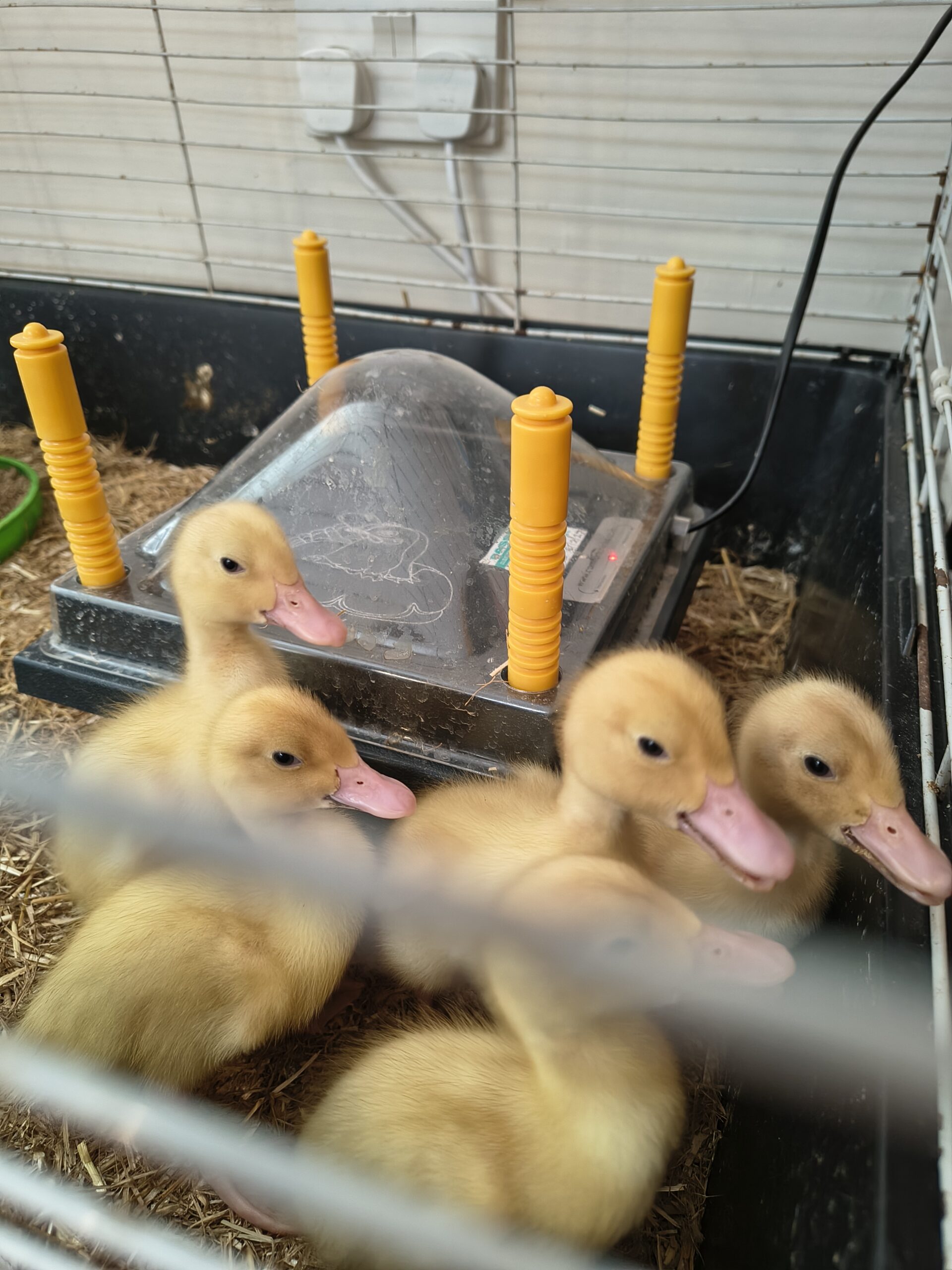 Ducklings in their cage quaking scaled