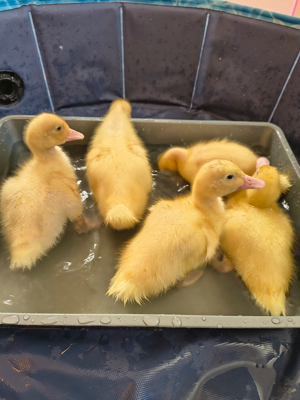 Ducklings playing in a tray of water