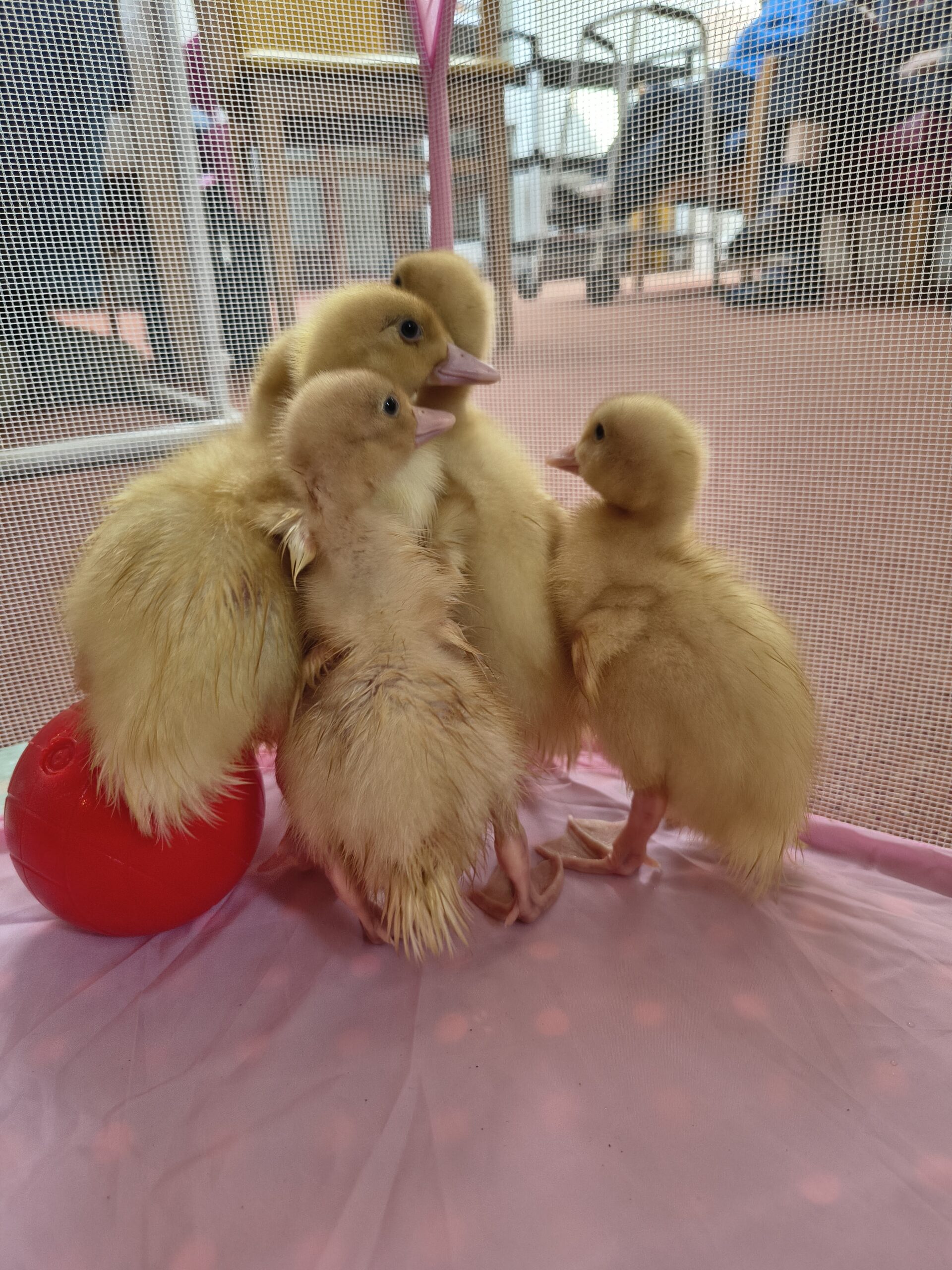 Ducklings standing playing with red plastic ball scaled
