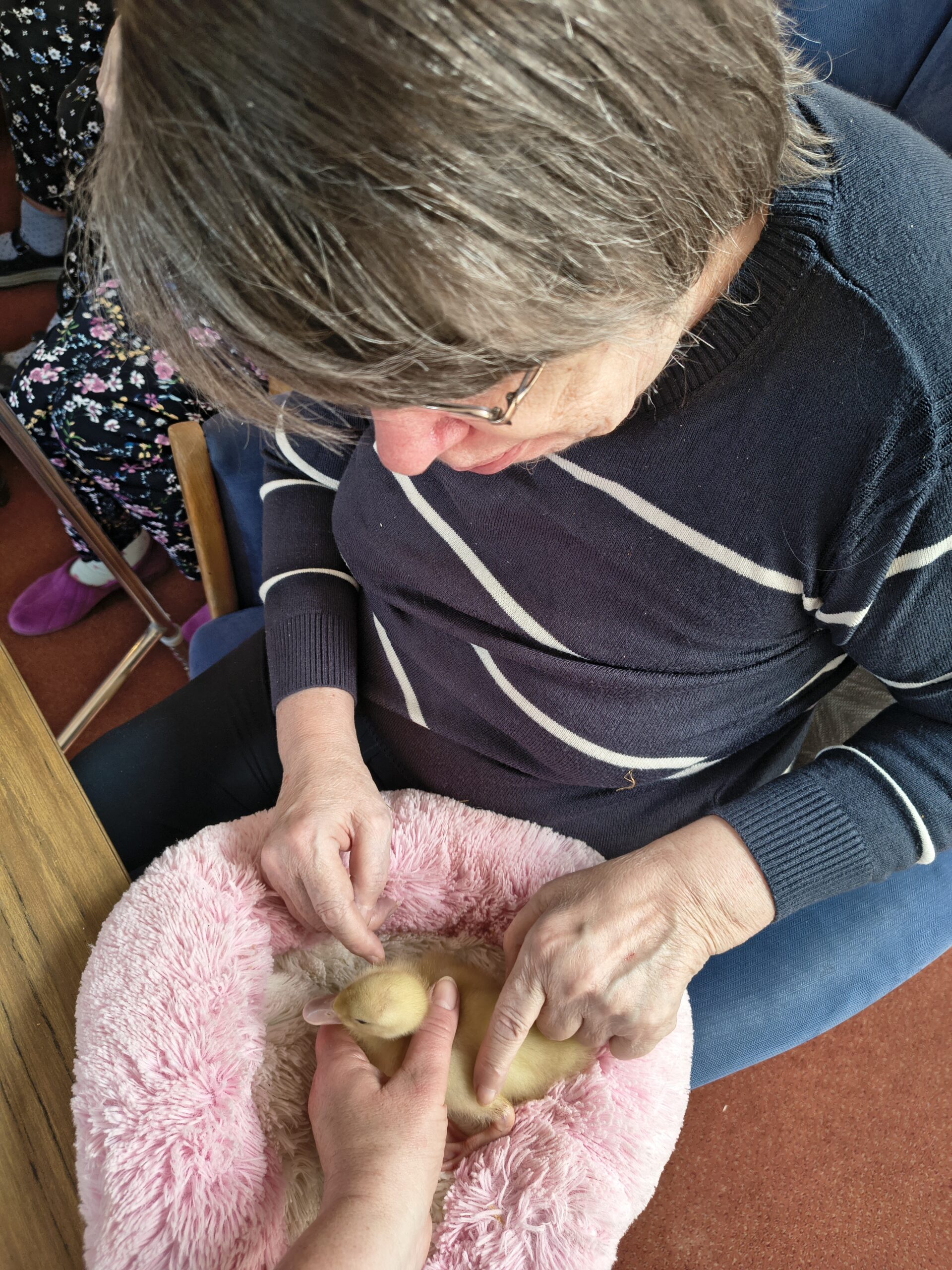 Female resident stroking a ducklings on the pink fluffy pillow scaled