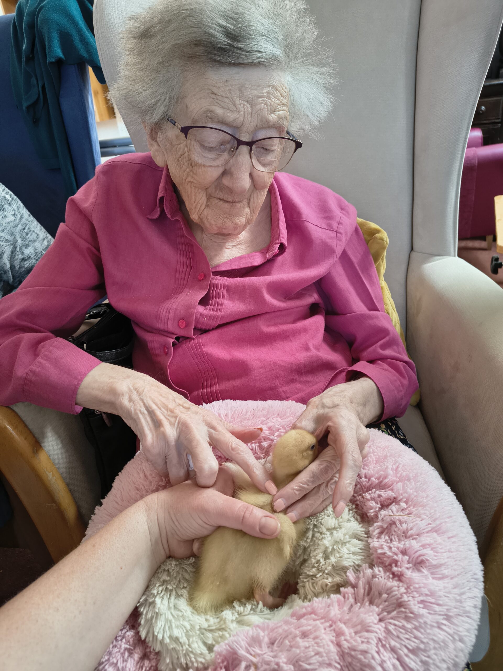 Female resident stroking one of the ducklings on the pink fluffy pillow scaled