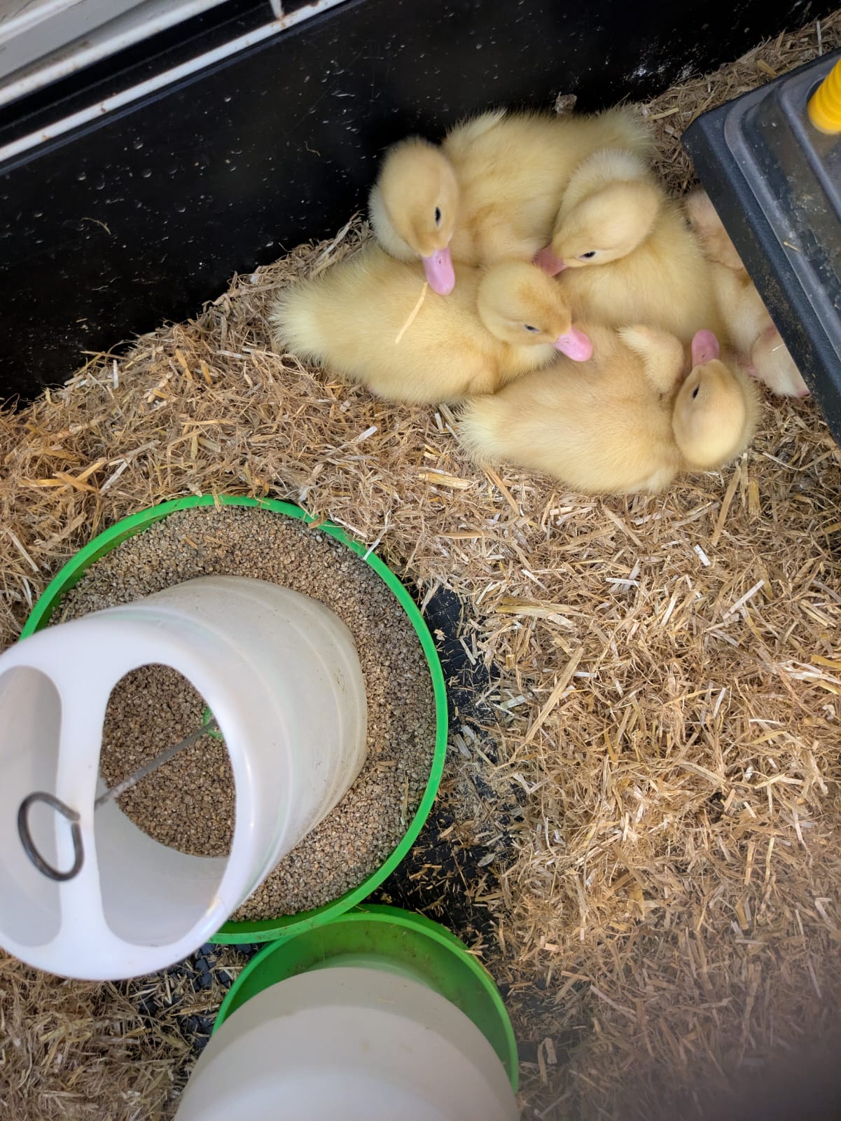 Overhead shot of ducklings huddled together in the cage