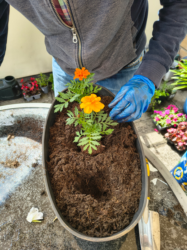 Putting orange flower plants into the trough