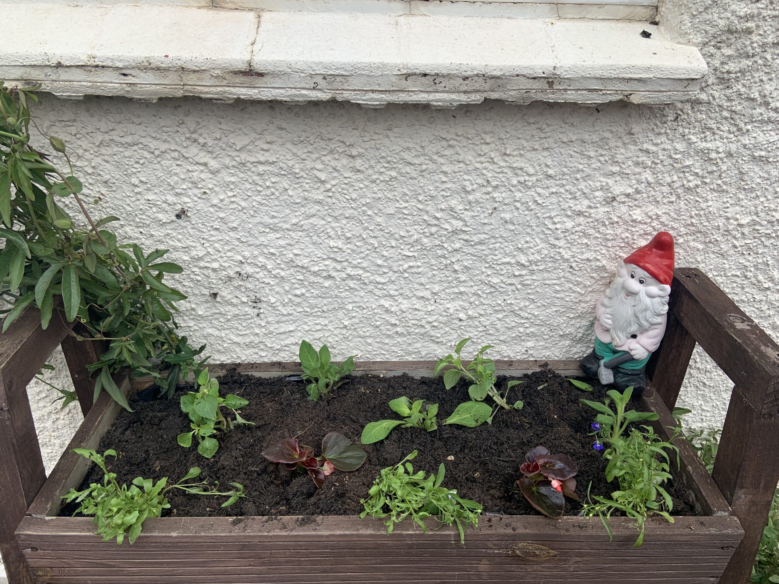 Raised bed with newly plants shrubs and a garden gnome scaled