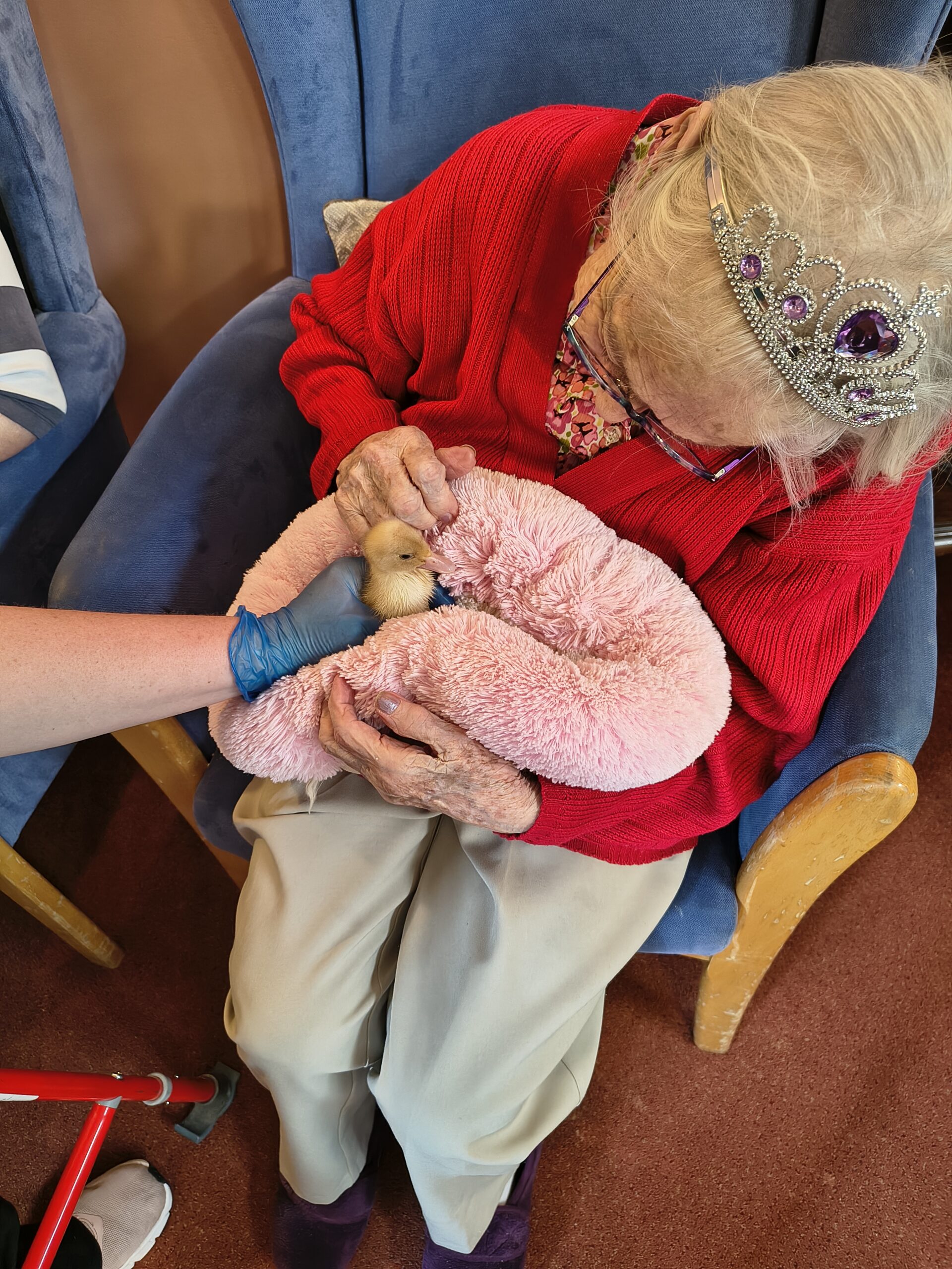 Residents and staff holding and stroking ducklings on the pink fluffy pillow 2 scaled