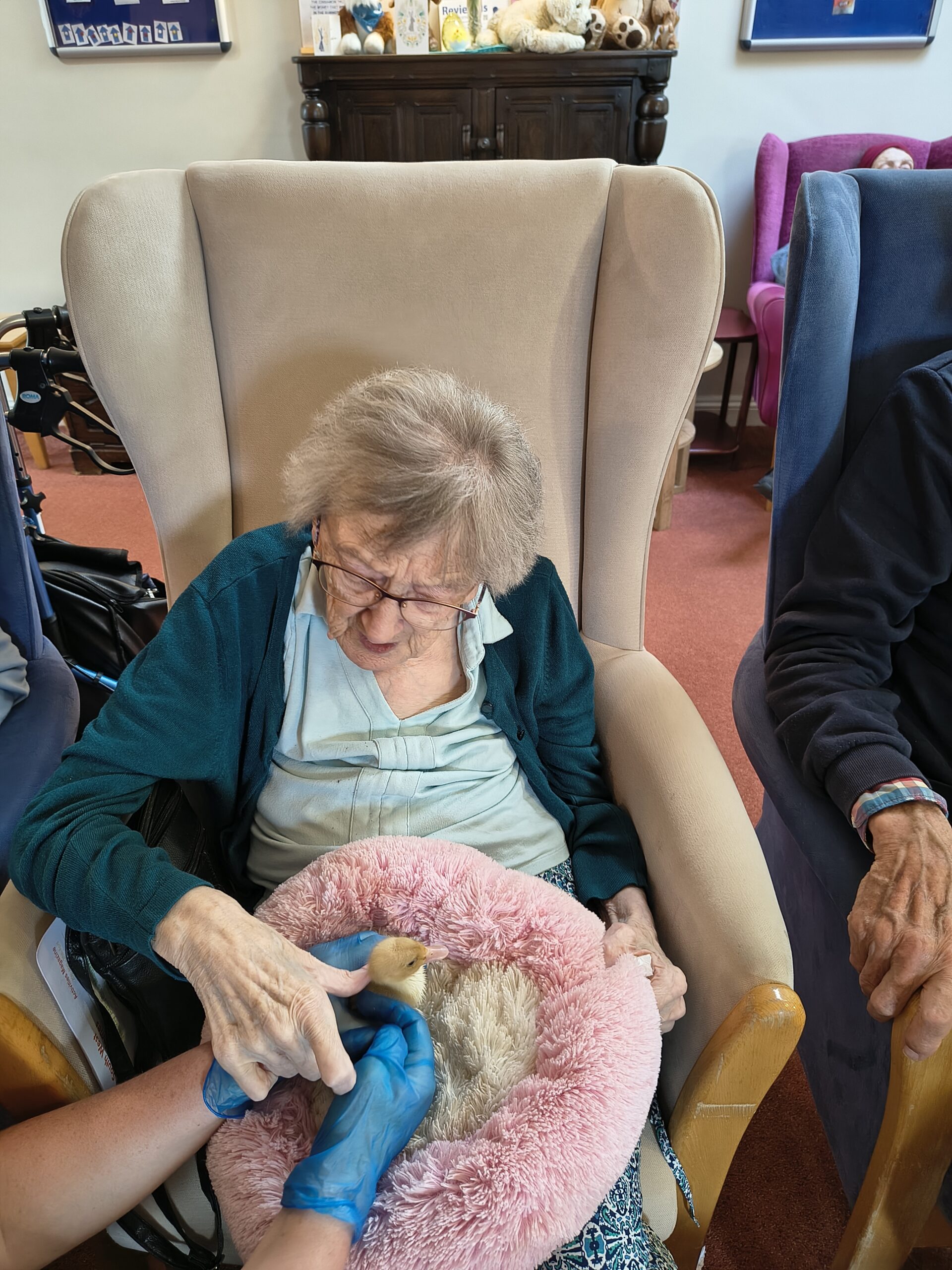 Residents and staff holding and stroking ducklings on the pink fluffy pillow 3 scaled