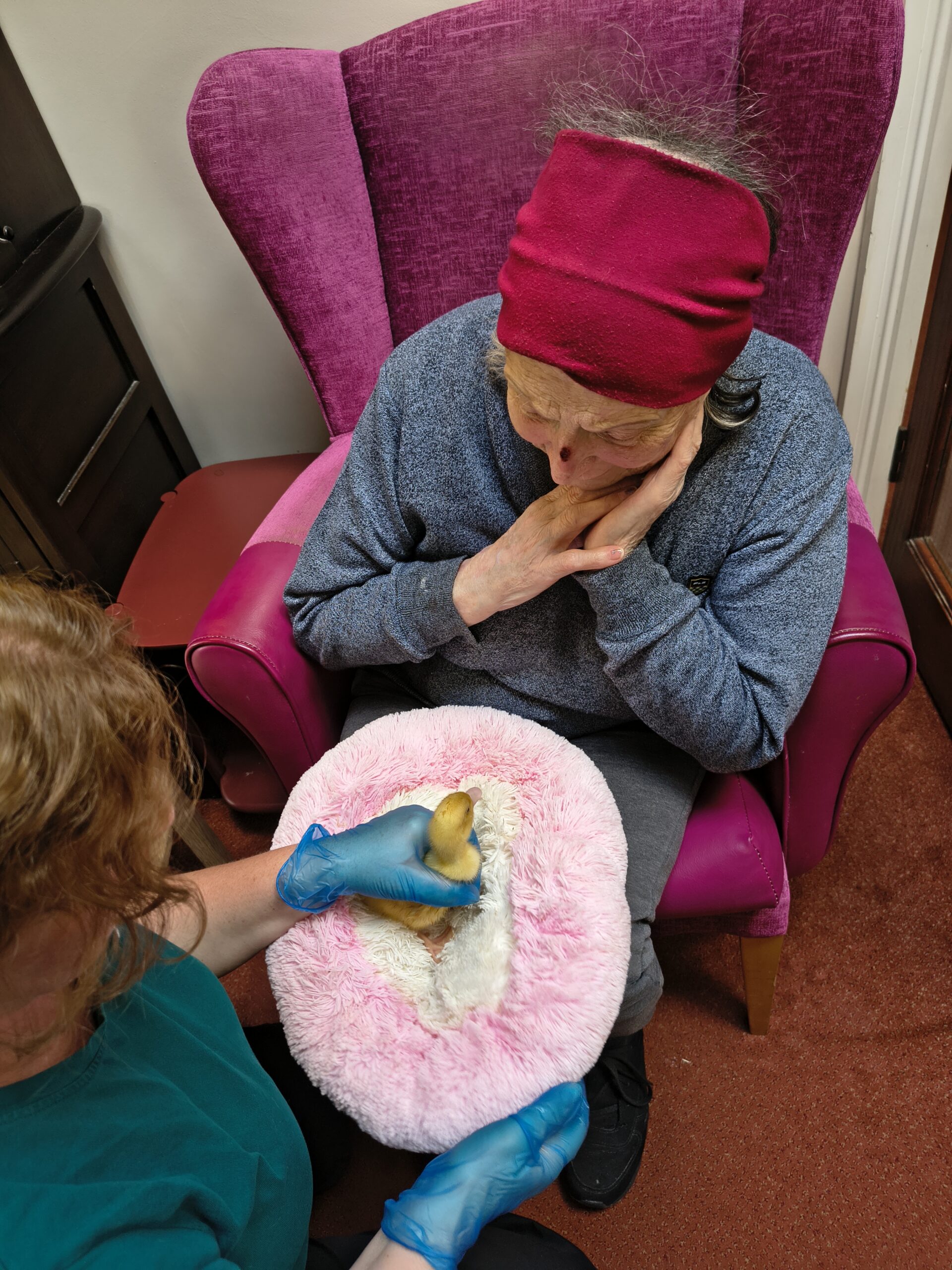 Residents and staff holding and stroking ducklings on the pink fluffy pillow 4 scaled