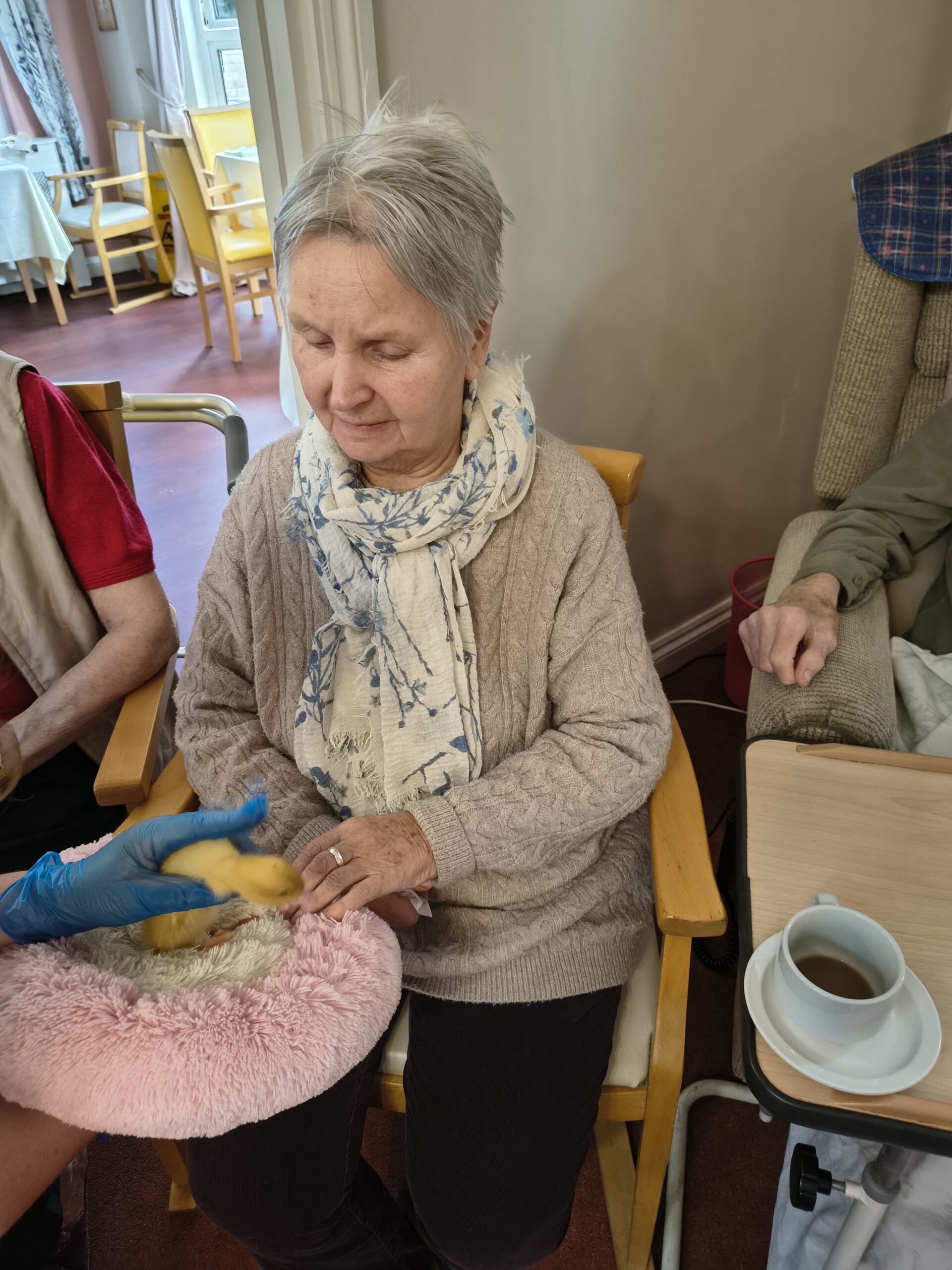 Residents and staff holding and stroking ducklings on the pink fluffy pillow 6 scaled