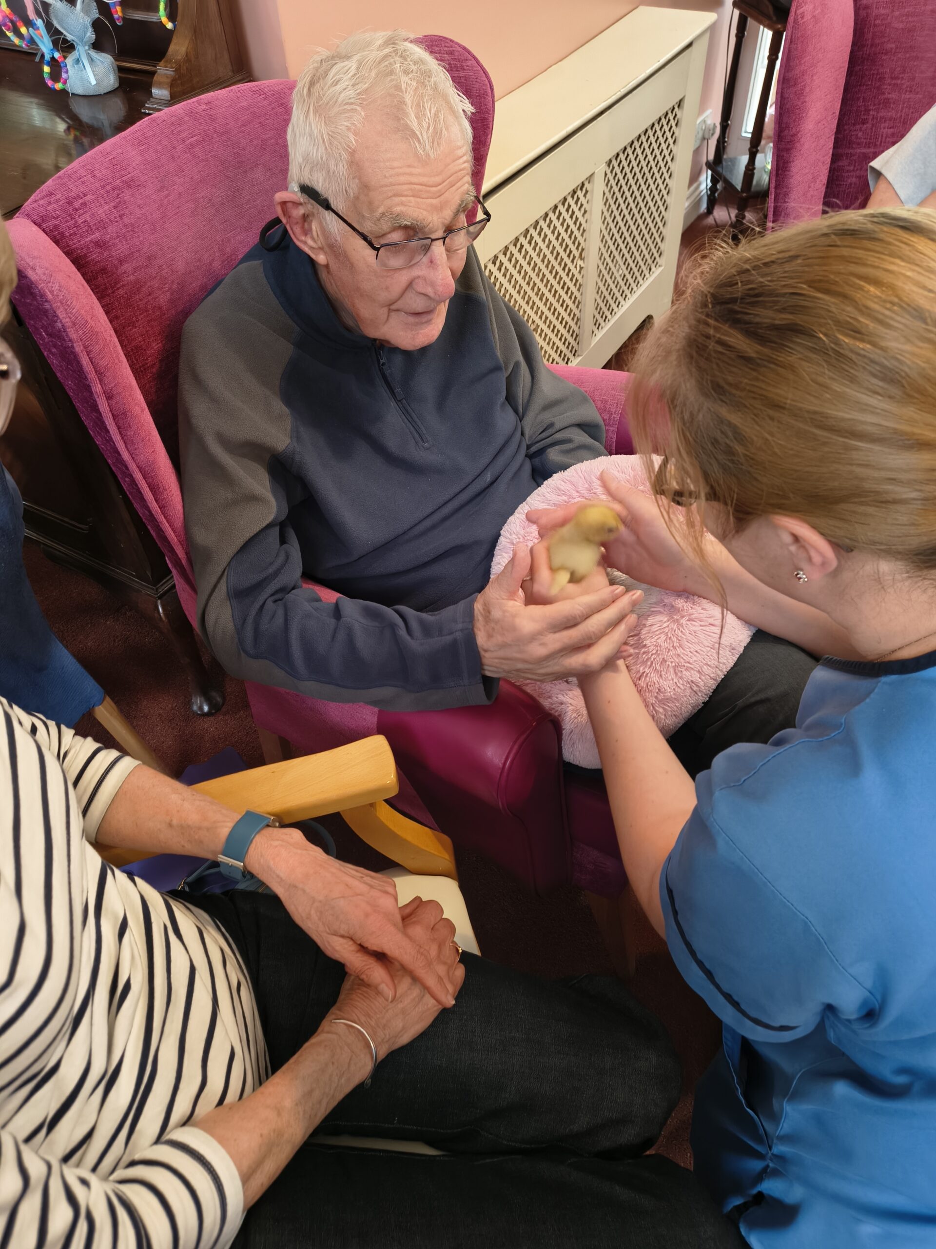 Residents and staff holding and stroking ducklings on the pink fluffy pillow 8 scaled