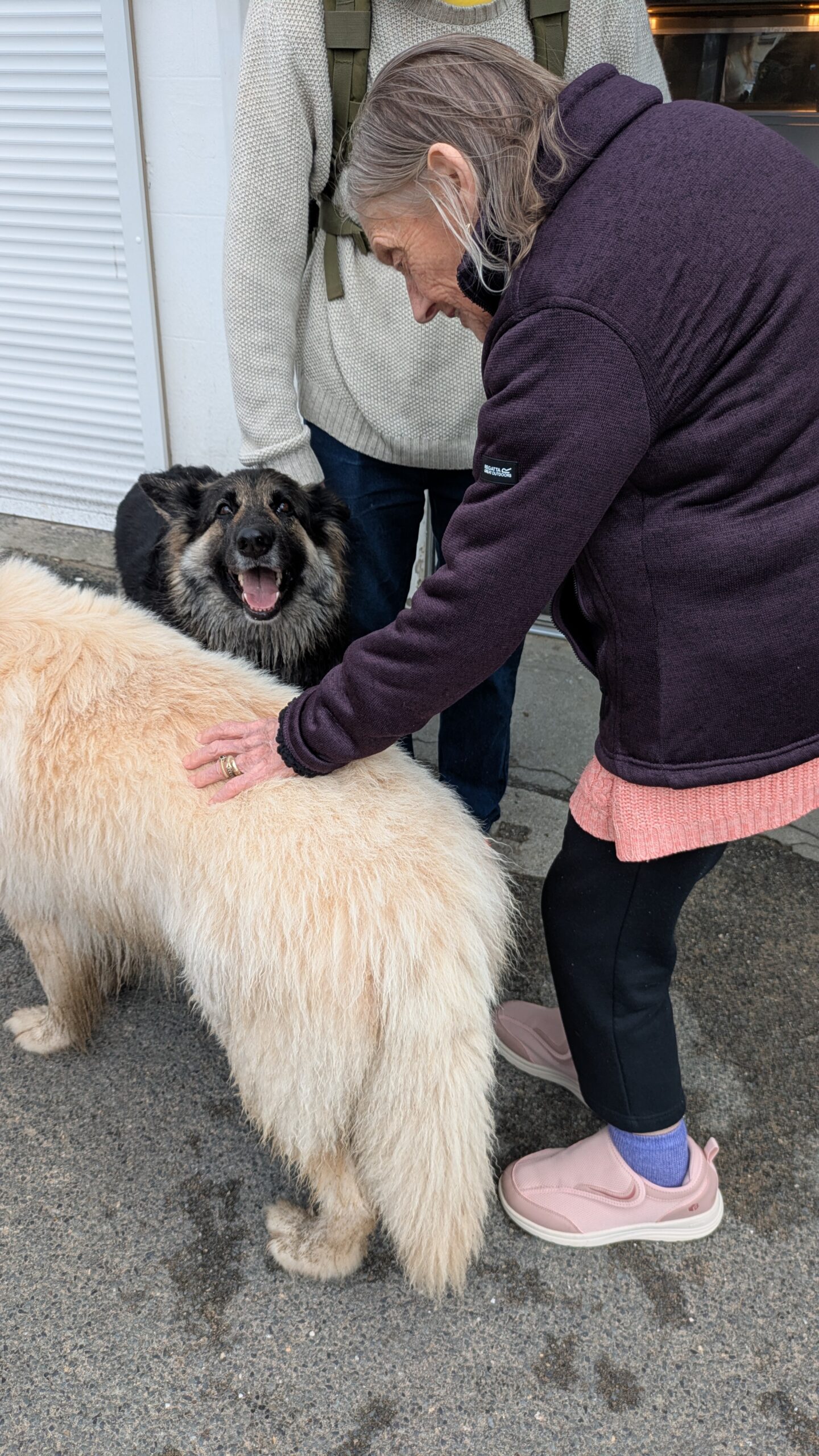Thelma saying hello to a long haired German Shepherd whilst stroking a Great Pyrenees dog scaled