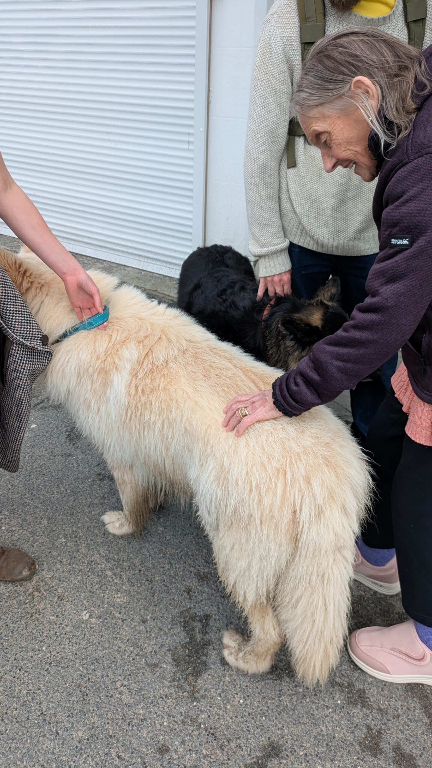 Thelma stroking a creamy white Great Pyrenees dog scaled