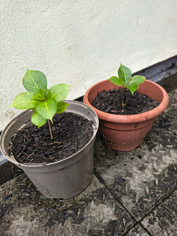 Two plant pots newly planted with green shoots