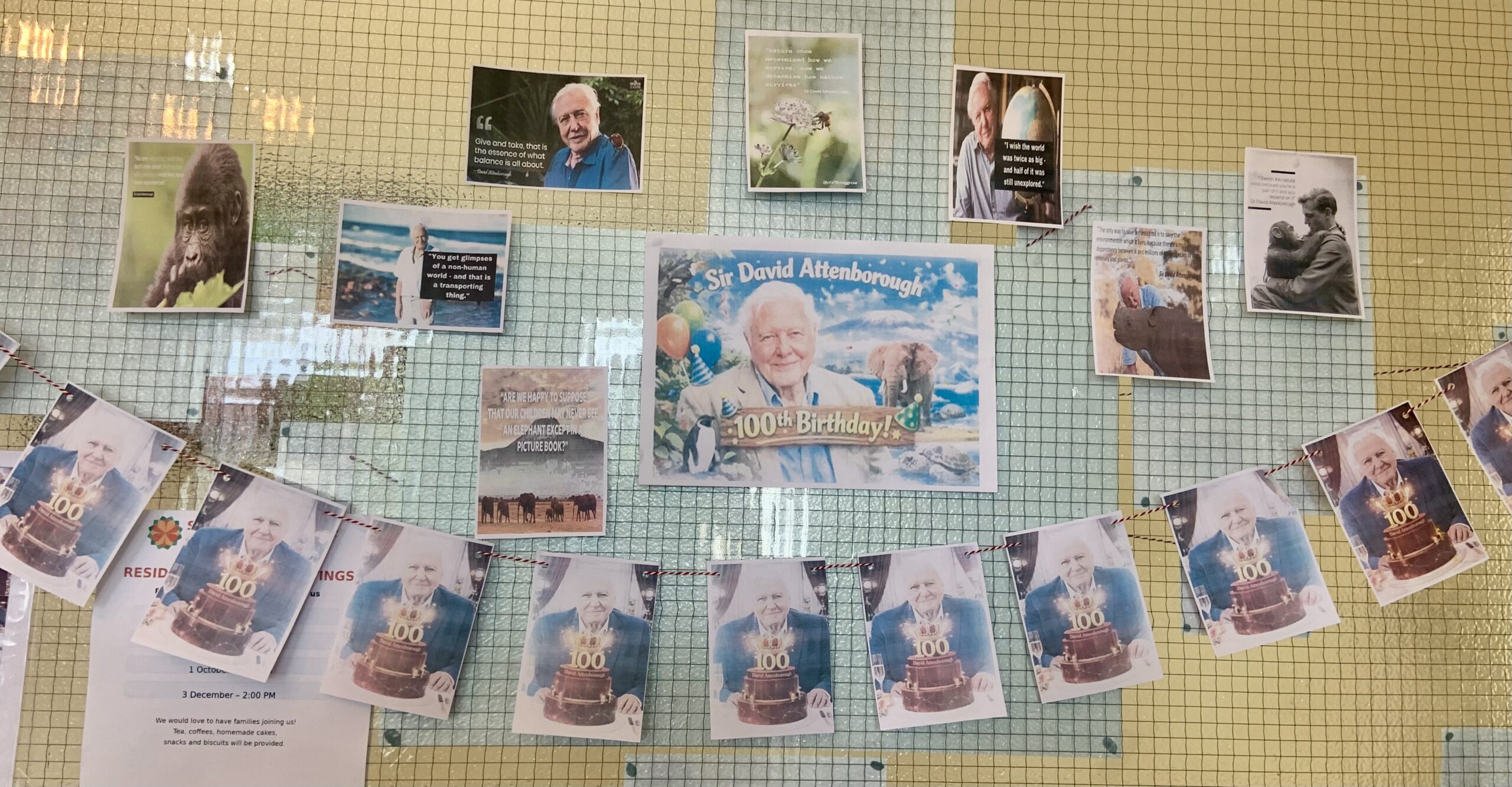 Window display of pictures of David Attenborough scaled