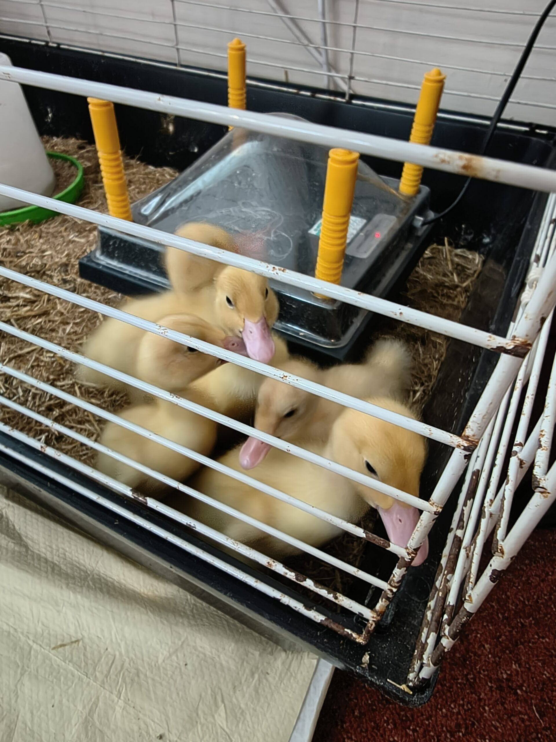 ucklings in their cage scaled